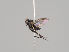  ( - KWi-716)  @12 [ ] CreativeCommons - Attribution Non-Commercial (2018) Marko Mutanen University of Oulu