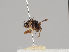  (Anevrina unispinosa - KWi-799)  @11 [ ] CreativeCommons - Attribution Non-Commercial (2018) Marko Mutanen University of Oulu