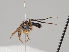  (Rhaphium lanceolatum - KWi-828)  @11 [ ] CreativeCommons - Attribution Non-Commercial (2018) Marko Mutanen University of Oulu