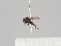  ( - KWi-856)  @11 [ ] CreativeCommons - Attribution Non-Commercial (2018) Marko Mutanen University of Oulu