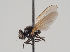  (Dasiops perpropinquus - KWi-900)  @11 [ ] CreativeCommons - Attribution Non-Commercial (2018) Marko Mutanen University of Oulu