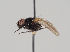  (Lonchaea carpathica - KWi-904)  @11 [ ] CreativeCommons - Attribution Non-Commercial (2018) Marko Mutanen University of Oulu