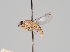  (Chlorops pumilionis - KWi-918)  @11 [ ] CreativeCommons - Attribution Non-Commercial (2018) Marko Mutanen University of Oulu