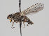  (Trichopalpus fraternus - KWi-919)  @11 [ ] CreativeCommons - Attribution Non-Commercial (2018) Marko Mutanen University of Oulu