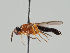  (Imantimyia sylvatica - KWi-953)  @11 [ ] CreativeCommons - Attribution Non-Commercial (2018) Marko Mutanen University of Oulu