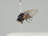  (Lonchaea contigua - KWi-970)  @11 [ ] CreativeCommons - Attribution Non-Commercial (2018) Marko Mutanen University of Oulu