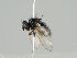  (Lonchaea hyalipennis - KWi-972)  @11 [ ] CreativeCommons - Attribution Non-Commercial (2018) Marko Mutanen University of Oulu