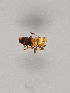  (Conomelus lorifer - MZH_KZ.7905)  @11 [ ] by-nc (2018) Marko Mutanen University of Oulu