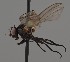  (Phytobia bohemica - KWi-2526)  @11 [ ] by-nc (2023) Marijke Iso-Kokkila University of Oulu