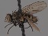  (Limnophora scrupulosa - KWi-2799)  @11 [ ] by-nc (2023) Marijke Iso-Kokkila University of Oulu