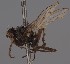  (Trichopalpus lacteipennis - KWi-2832)  @11 [ ] by-nc (2023) Marijke Iso-Kokkila University of Oulu