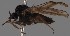  (Iteaphila furcata - KWi-2836)  @11 [ ] by-nc (2023) Marijke Iso-Kokkila University of Oulu