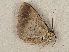  (Thysanopyga BOLD:AEH2499 - LMR_Geo369)  @11 [ ] CreativeCommons - Attribution Non-Commercial (2018) Marko Mutanen University of Oulu