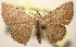  (Corgatha cf. luteicosta - MJP00011)  @11 [ ] CreativeCommons - Attribution Non-Commercial (2017) Marko Mutanen University of Oulu