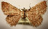  (Corgatha rubra - MJP00012)  @11 [ ] CreativeCommons - Attribution Non-Commercial (2017) Marko Mutanen University of Oulu