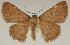  (Corgatha castanearubra - MJP00013)  @11 [ ] CreativeCommons - Attribution Non-Commercial (2017) Marko Mutanen University of Oulu