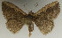  (Corgatha classeyi - MJP00014)  @11 [ ] CreativeCommons - Attribution Non-Commercial (2017) Marko Mutanen University of Oulu