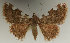  (Corgatha pseudominor - MJP00019)  @11 [ ] CreativeCommons - Attribution Non-Commercial (2017) Marko Mutanen University of Oulu