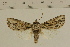  (Mudaria variabilis - MJP00001)  @15 [ ] CreativeCommons - Attribution Non-Commercial (2016) Marko Mutanen University of Oulu