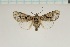  (Mudaria cornifrons - MJP00002)  @14 [ ] CreativeCommons - Attribution Non-Commercial (2016) Marko Mutanen University of Oulu