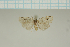  (Eugoa cf. apexnigra - MJP00023)  @11 [ ] CreativeCommons - Attribution Non-Commercial (2018) Marko Mutanen University of Oulu