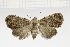  (Eublemma brunea - MJP00142)  @11 [ ] CreativeCommons - Attribution Non-Commercial (2019) Marko Mutanen University of Oulu