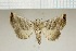 (Eublemma quadrilineata - MJP00143)  @11 [ ] CreativeCommons - Attribution Non-Commercial (2019) Marko Mutanen University of Oulu