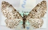  (Eupithecia pinidebrunneata - MM21002)  @12 [ ] No Rights Reserved (2011) Marko Mutanen University of Oulu