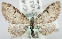  (Eupithecia insignioides - MM21007)  @11 [ ] No Rights Reserved (2011) Marko Mutanen University of Oulu