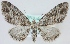  (Eupithecia exiguata - MM23919)  @15 [ ] CreativeCommons - Attribution Non-Commercial (2018) Marko Mutanen University of Oulu