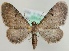  (Eupithecia goossensiata - MM23948)  @15 [ ] CreativeCommons - Attribution Non-Commercial (2015) Marko Mutanen University of Oulu