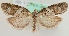  (Cnephasia stephensiana - MM23958)  @14 [ ] CreativeCommons - Attribution Non-Commercial (2015) Marko Mutanen University of Oulu