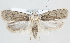  (Agonopterix thapsiella - MM23997)  @15 [ ] CreativeCommons - Attribution Non-Commercial (2015) Marko Mutanen University of Oulu