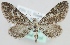 (Eupithecia nanata - MM24054)  @15 [ ] CreativeCommons - Attribution Non-Commercial (2018) Marko Mutanen University of Oulu