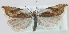  (Ancylis habeleri - MM24143)  @14 [ ] CreativeCommons - Attribution Non-Commercial (2018) Marko Mutanen University of Oulu