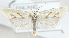  (Aethes adelaidae - MM24180)  @14 [ ] CreativeCommons - Attribution Non-Commercial (2015) Marko Mutanen University of Oulu