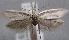  ( - MM24625)  @11 [ ] CreativeCommons - Attribution Non-Commercial (2016) Marko Mutanen University of Oulu