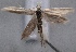  (Pleurota sp. TAB17 - MM24850)  @14 [ ] CreativeCommons - Attribution Non-Commercial (2016) Marko Mutanen University of Oulu