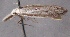  ( - MM24877)  @11 [ ] CreativeCommons - Attribution Non-Commercial (2016) Marko Mutanen University of Oulu