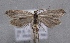 (Holoscolia creticella - MM25439)  @13 [ ] CreativeCommons - Attribution Non-Commercial (2016) Marko Mutanen University of Oulu