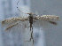  (Coleophora sp31 - MM25646)  @11 [ ] CreativeCommons - Attribution Non-Commercial (2017) Marko Mutanen University of Oulu