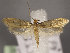  (Tinea pellionella - MM26007)  @14 [ ] CreativeCommons - Attribution Non-Commercial (2017) Marko Mutanen University of Oulu