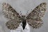  (Eupithecia graphata - MM26335)  @11 [ ] CreativeCommons - Attribution Non-Commercial (2019) Marko Mutanen University of Oulu