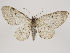 ( - MM26539)  @11 [ ] CreativeCommons - Attribution Non-Commercial (2018) Marko Mutanen University of Oulu