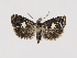  (Notocelia tetragonana - MM26674)  @14 [ ] by-nc (2020) Marko Mutanen University of Oulu