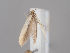  ( - MM26821)  @11 [ ] CreativeCommons - Attribution Non-Commercial (2018) Marko Mutanen University of Oulu