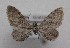  (Eupithecia thurnerata - MM27129)  @11 [ ] by-nc (2021) Marko Mutanen University of Oulu