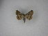  (Acantholipes regularis - MM27178)  @11 [ ] by-nc (2021) Markus Rantala Unspecified