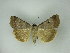  (Lygephila lubrica - MM27213)  @11 [ ] by-nc (2021) Markus Rantala Unspecified