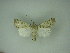  (Agrotis desertorum - MM27239)  @11 [ ] by-nc (2021) Markus Rantala Unspecified